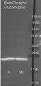 Beta-phosphoglucomutase antibody, orb344212, Biorbyt, Western Blot image 
