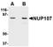 Nucleoporin 107 antibody, orb75027, Biorbyt, Western Blot image 