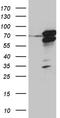 Rac GTPase-activating protein 1 antibody, TA811640S, Origene, Western Blot image 