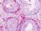 Neural Proliferation, Differentiation And Control 1 antibody, orb178762, Biorbyt, Immunohistochemistry paraffin image 