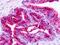 Brain-specific angiogenesis inhibitor 1 antibody, NB100-59011, Novus Biologicals, Immunohistochemistry frozen image 
