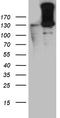 Hypoxia-inducible factor 1-alpha antibody, CF811847, Origene, Western Blot image 