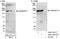 Calmodulin Regulated Spectrin Associated Protein Family Member 2 antibody, A302-162A, Bethyl Labs, Immunoprecipitation image 