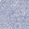 Myelin proteolipid protein antibody, HPA004128, Atlas Antibodies, Immunohistochemistry frozen image 