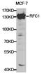 Replication factor C subunit 1 antibody, LS-C192892, Lifespan Biosciences, Western Blot image 