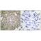 MART1 antibody, A02033, Boster Biological Technology, Immunohistochemistry frozen image 
