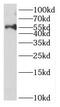 DAP3 Binding Cell Death Enhancer 1 antibody, FNab04528, FineTest, Western Blot image 