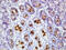 Fc Fragment Of IgG Binding Protein antibody, GTX51347, GeneTex, Immunohistochemistry paraffin image 