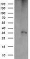 CD1c Molecule antibody, TA505384, Origene, Western Blot image 