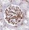 Aminopeptidase M antibody, FNab01416, FineTest, Immunohistochemistry frozen image 