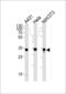 Malate dehydrogenase, mitochondrial antibody, MBS9214115, MyBioSource, Western Blot image 