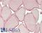DMD antibody, LS-B14375, Lifespan Biosciences, Immunohistochemistry paraffin image 