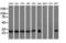 RAB, Member Of RAS Oncogene Family Like 2A antibody, LS-C115809, Lifespan Biosciences, Western Blot image 