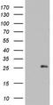 ADP-ribosylation factor-like protein 3 antibody, TA803085, Origene, Western Blot image 