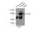 Lamin B1 antibody, 12987-1-AP, Proteintech Group, Immunoprecipitation image 