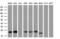 Elf1 antibody, GTX84591, GeneTex, Western Blot image 