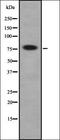 Kinesin Light Chain 1 antibody, orb378148, Biorbyt, Western Blot image 