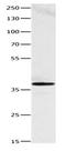Heme Oxygenase 2 antibody, orb107395, Biorbyt, Western Blot image 