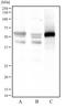 Forkhead Box O1 antibody, NBP2-31376, Novus Biologicals, Western Blot image 