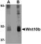 Protein Wnt-10b antibody, orb74996, Biorbyt, Western Blot image 