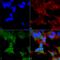RB1 Inducible Coiled-Coil 1 antibody, LS-C775872, Lifespan Biosciences, Immunocytochemistry image 