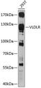 VLDL receptor antibody, 14-166, ProSci, Western Blot image 