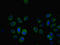 NAP-4 antibody, LS-C676538, Lifespan Biosciences, Immunofluorescence image 