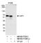 Ubiquitin carboxyl-terminal hydrolase 3 antibody, NB100-77284, Novus Biologicals, Western Blot image 