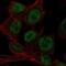 Homeobox D4 antibody, HPA070349, Atlas Antibodies, Immunofluorescence image 