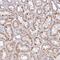 Myc-associated zinc finger protein antibody, HPA048315, Atlas Antibodies, Immunohistochemistry frozen image 