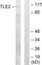TLE Family Member 2, Transcriptional Corepressor antibody, LS-C118987, Lifespan Biosciences, Western Blot image 