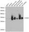Hydroxyacylglutathione Hydrolase antibody, GTX33234, GeneTex, Western Blot image 