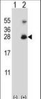Ring Finger Protein 11 antibody, LS-C162647, Lifespan Biosciences, Western Blot image 