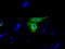 NLK antibody, TA501137, Origene, Immunofluorescence image 