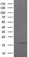 Growth arrest and DNA damage-inducible protein GADD45 gamma antibody, TA505500S, Origene, Western Blot image 
