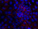 Cadherin 11 antibody, 368710, BioLegend, Immunofluorescence image 