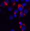 Bcl2 Modifying Factor antibody, A02432-1, Boster Biological Technology, Immunofluorescence image 