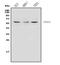 TNF Receptor Superfamily Member 25 antibody, A03227-3, Boster Biological Technology, Western Blot image 
