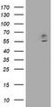 Carnosine Dipeptidase 1 antibody, TA502093, Origene, Western Blot image 