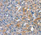 Ring Finger Protein 7 antibody, MBS2527931, MyBioSource, Immunohistochemistry frozen image 