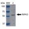 Receptor Interacting Serine/Threonine Kinase 3 antibody, SPC-672D-P594, StressMarq, Western Blot image 