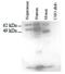 HEP antibody, ab85543, Abcam, Western Blot image 