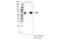 CD33 Molecule antibody, 77576S, Cell Signaling Technology, Immunoprecipitation image 