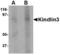 Fermitin family homolog 3 antibody, LS-B3808, Lifespan Biosciences, Western Blot image 