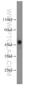 ATPase H+ Transporting Accessory Protein 2 antibody, 10926-1-AP, Proteintech Group, Western Blot image 