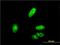 Zic Family Member 4 antibody, H00084107-M09, Novus Biologicals, Immunocytochemistry image 
