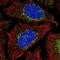 WASH Complex Subunit 2A antibody, NBP2-57472, Novus Biologicals, Immunocytochemistry image 