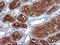 Melan-A antibody, LS-C338037, Lifespan Biosciences, Immunohistochemistry paraffin image 