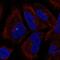 PCNA Clamp Associated Factor antibody, NBP2-56949, Novus Biologicals, Immunocytochemistry image 