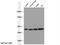 Peroxisomal biogenesis factor 19 antibody, 14713-1-AP, Proteintech Group, Western Blot image 